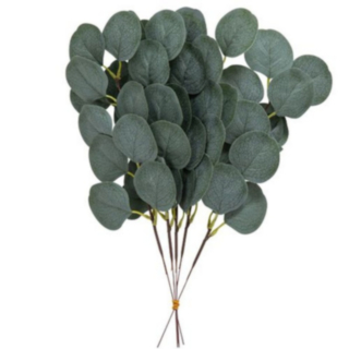 Eukalyptus Oksat