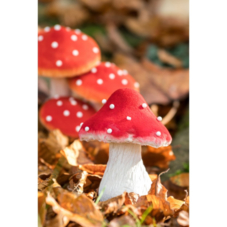 Metsäsieni Koriste Punainen