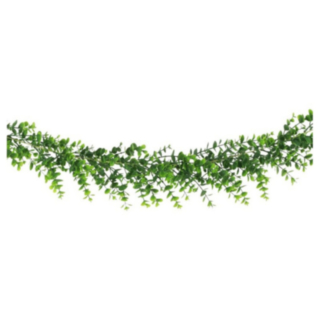 Eukalyptus Koristenauha Vihreä