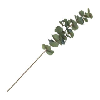 Tekokasvin Oksa Eukalyptus Vihreä