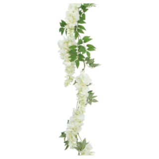 Tekokukkaköynnös Visteria Valkoinen
