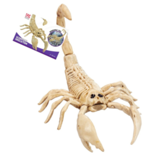 Skorpioni Luuranko