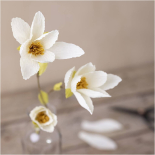 Magnoliaoksa DIY