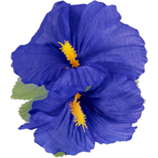 Hibiscus Hawaii -hiuskukka sininen