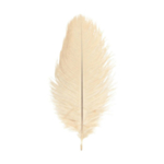 Strutsinsulka Norsunluu 20–25 cm
