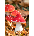 Metsäsieni Koriste Punainen