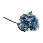 Tekokukan Oksa Hortensia Silmuilla Sininen