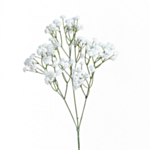 Bridal Veil Tekokukka