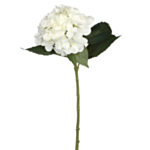 Tekokukka Hortensia Valkoinen