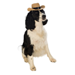 Cowboyhattu Koiralle