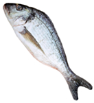 Tekokala