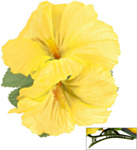 Hibiskus Hiusklipsi Keltainen
