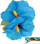 Hibiskus Hiusklipsi Vaaleansininen