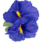Hibiscus Hawaii -hiuskukka sininen