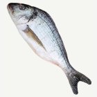 Tekokala