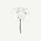 Tekokukat Mini Hortensia Valkoinen