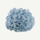 Tekokukka Hortensia Vaaleansininen