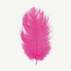 Strutsinsulka Pinkki 55–60 cm