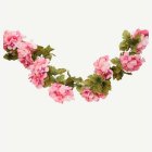 Tekohortensia Koristeköynnös Vaaleanpunainen
