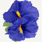 Hibiscus Hawaii -hiuskukka sininen