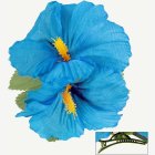 Hibiskus Hiusklipsi Vaaleansininen