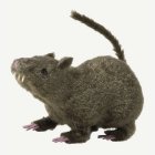 Karvainen rotta