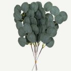 Eukalyptus Oksat