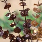 Glitter Eukalyptuksen Oksa Ruskea
