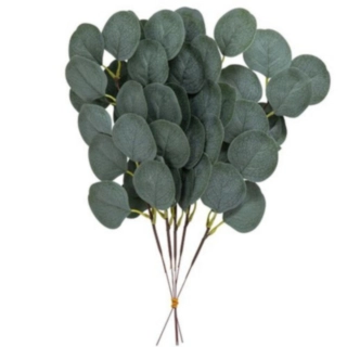 Eukalyptus Oksat